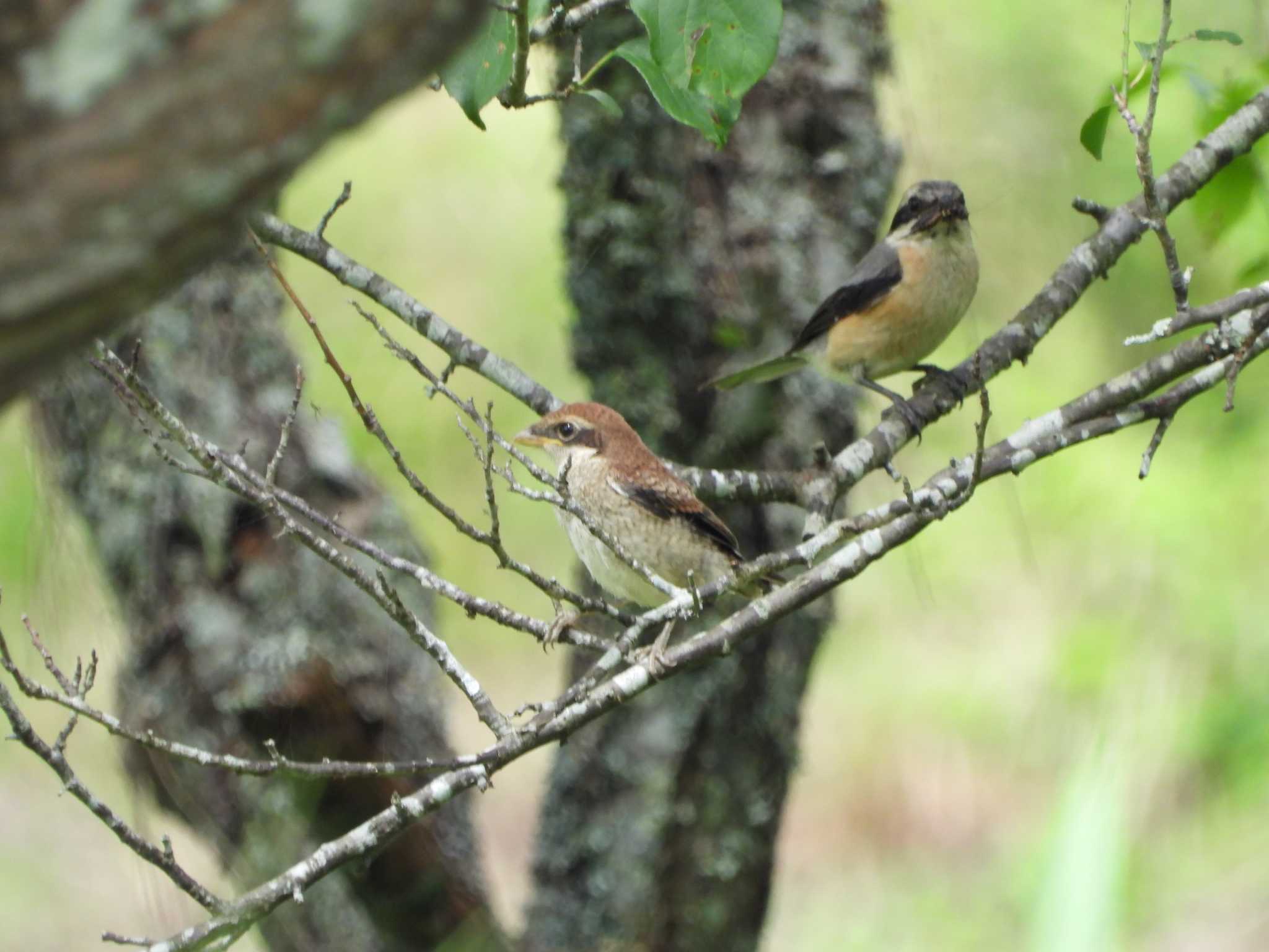 Bull-headed Shrike