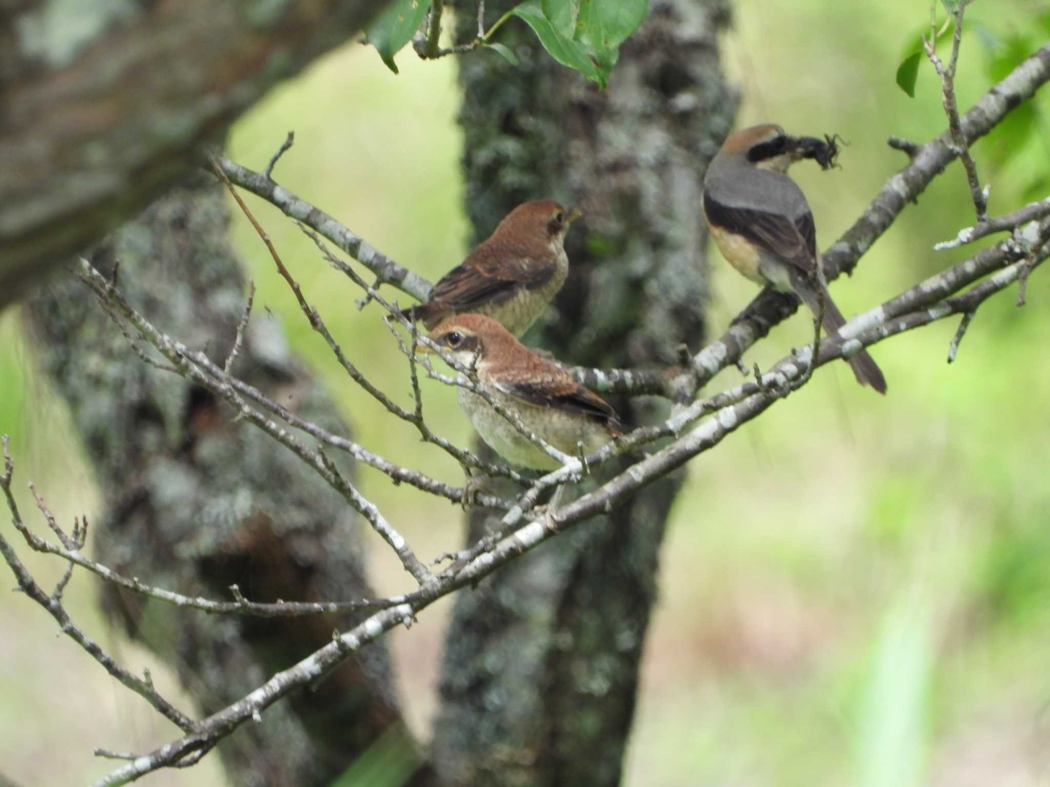 Photo of Bull-headed Shrike at 常陸太田市里見地区 by 栗もなか