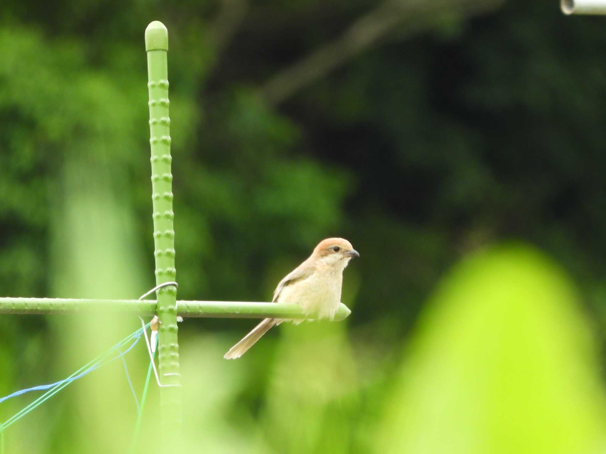 Bull-headed Shrike