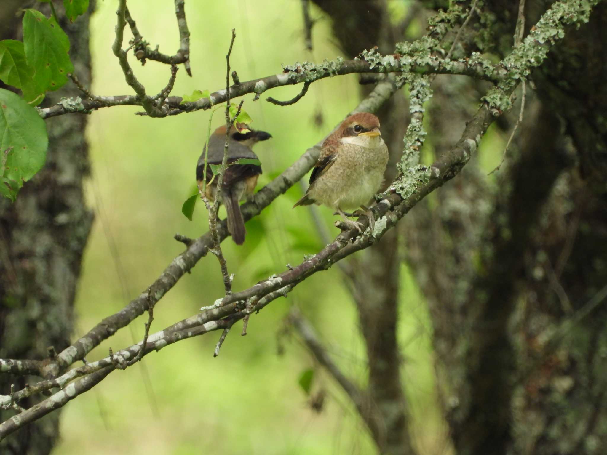 Photo of Bull-headed Shrike at 常陸太田市里見地区 by 栗もなか