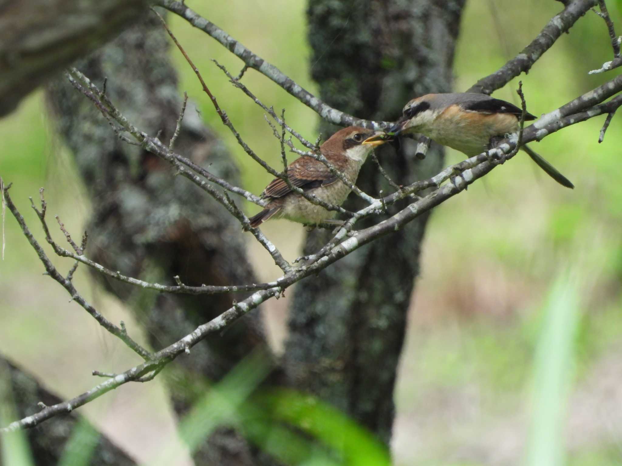 Bull-headed Shrike