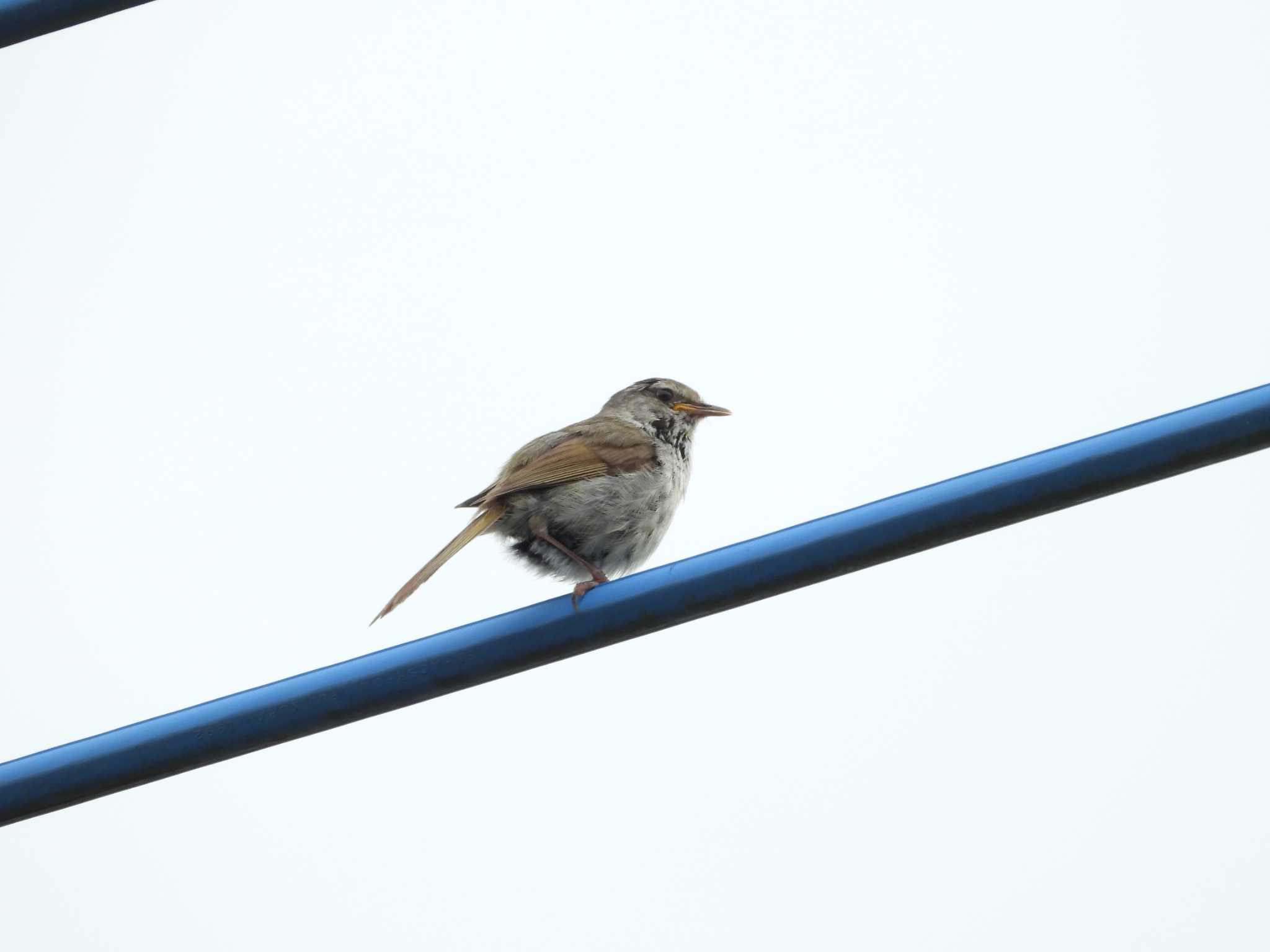 Photo of Japanese Bush Warbler at つくば市 by 栗もなか