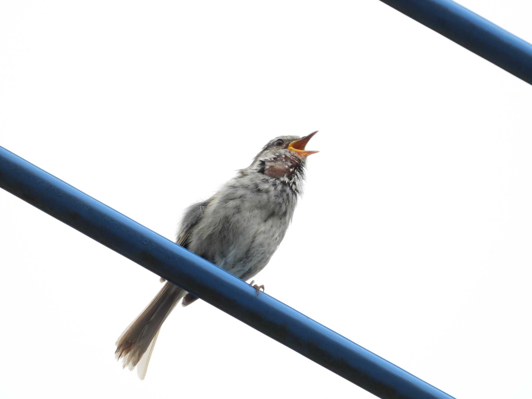 Photo of Japanese Bush Warbler at つくば市 by 栗もなか