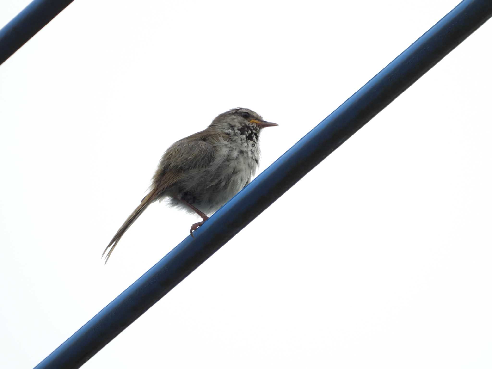 Photo of Japanese Bush Warbler at つくば市 by 栗もなか