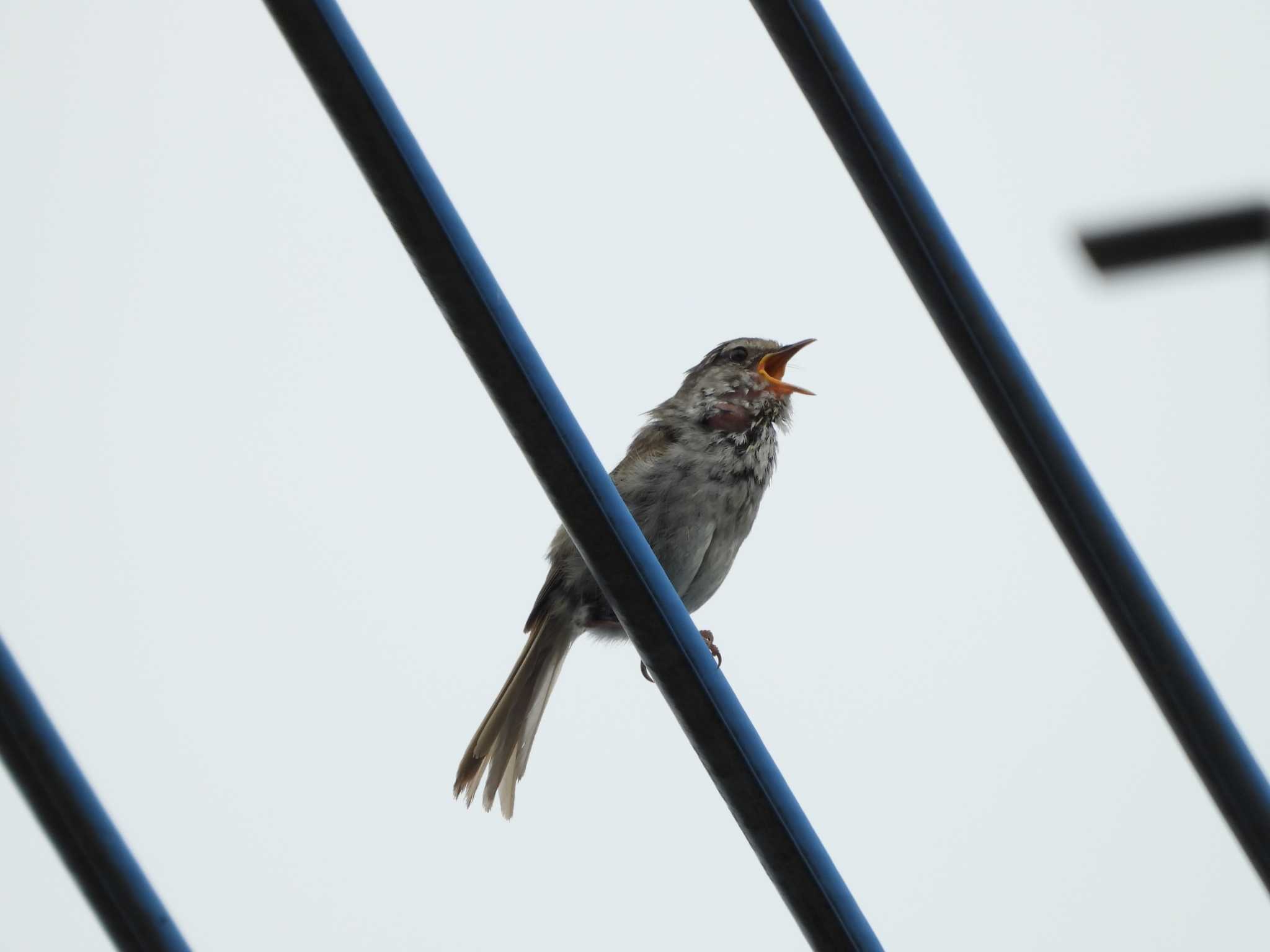 Photo of Lesser Cuckoo at つくば市 by 栗もなか