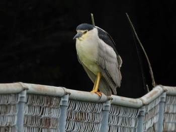 2019年7月17日(水) 水戸市の野鳥観察記録