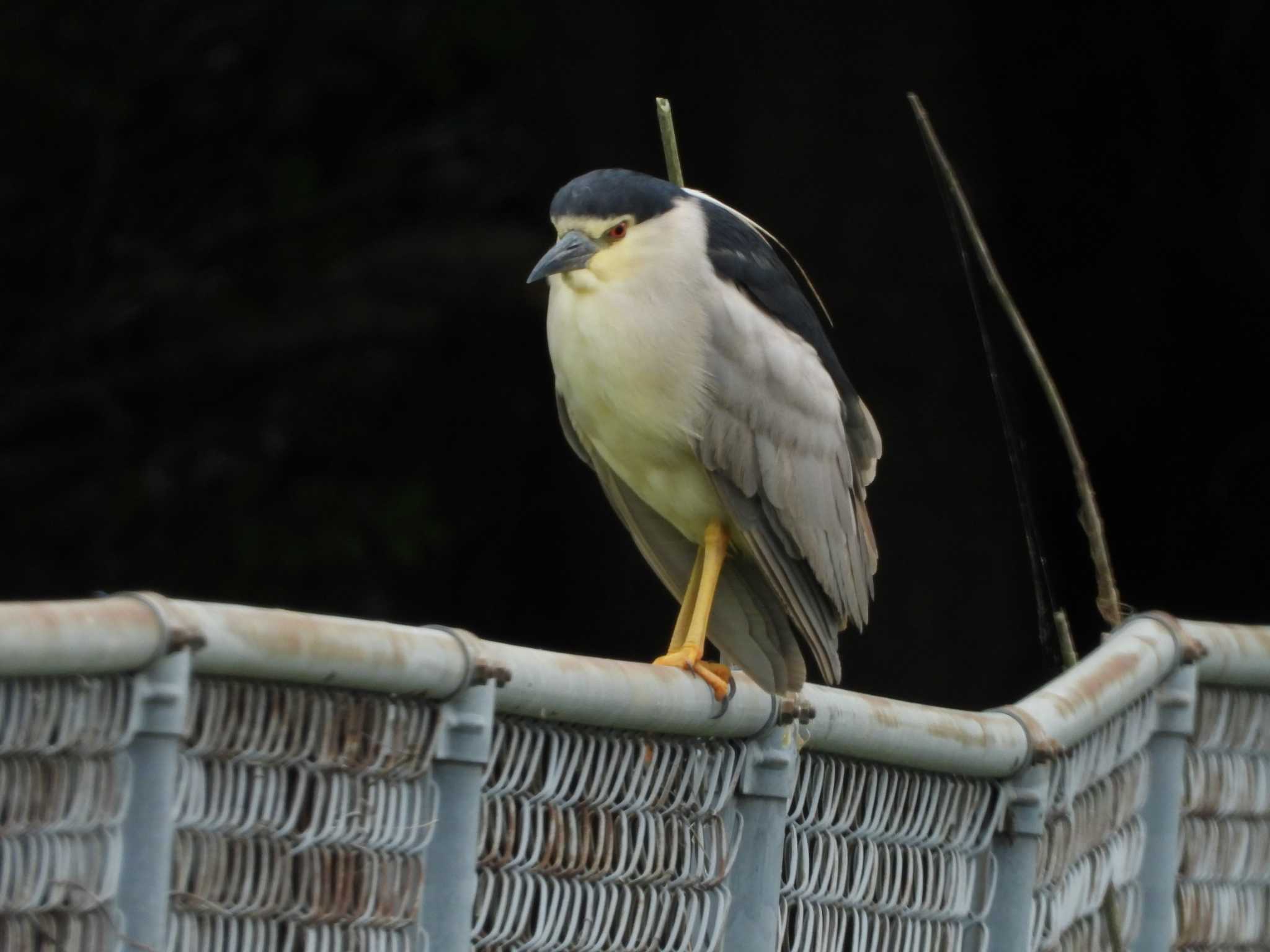 Photo of Black-crowned Night Heron at 水戸市 by 栗もなか