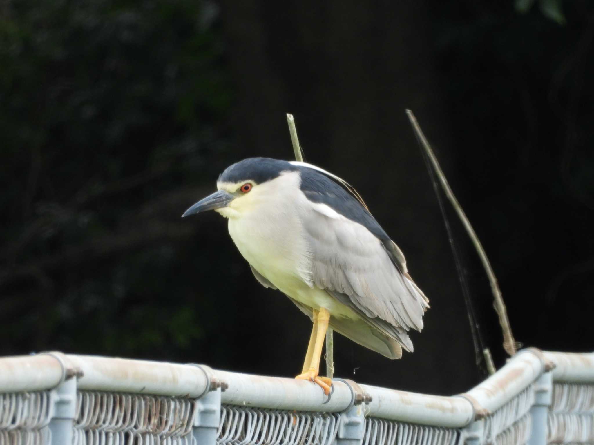 Black-crowned Night Heron