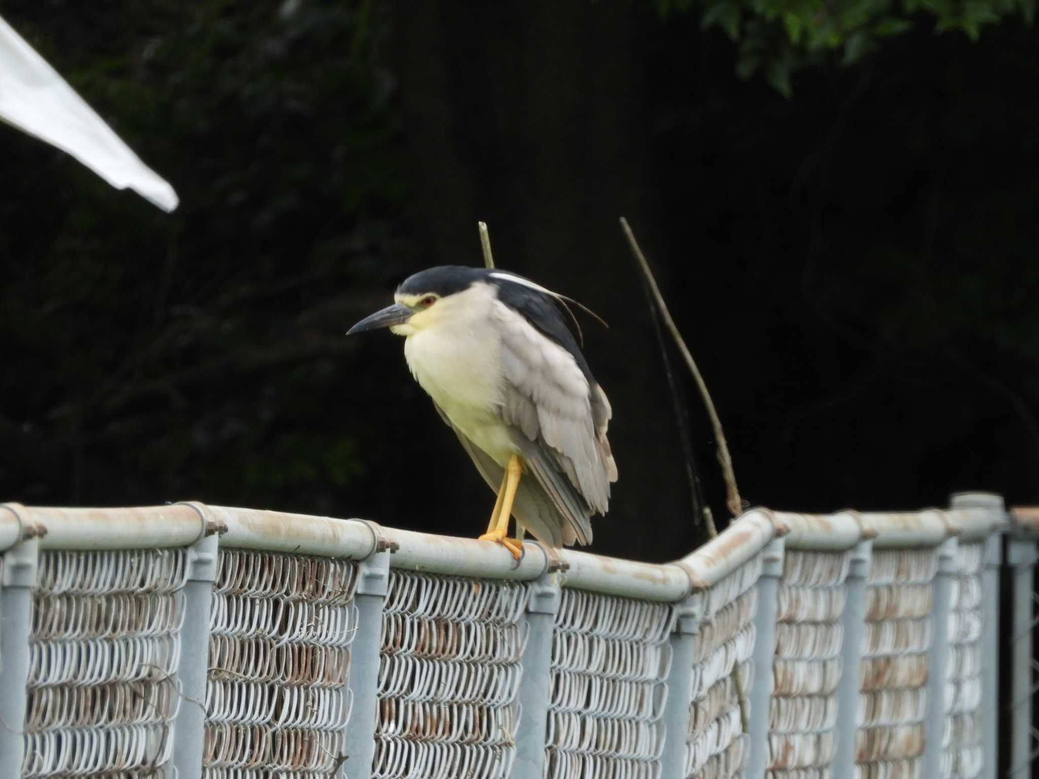 Black-crowned Night Heron