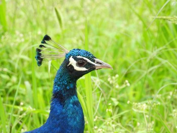 インドクジャク 桜川市雨引観音 2019年7月16日(火)