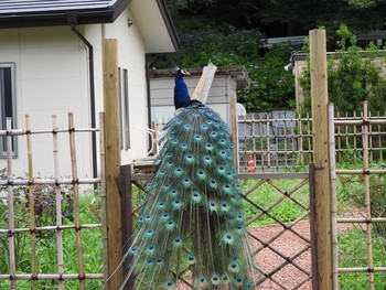 Indian Peafowl 桜川市雨引観音 Tue, 7/16/2019