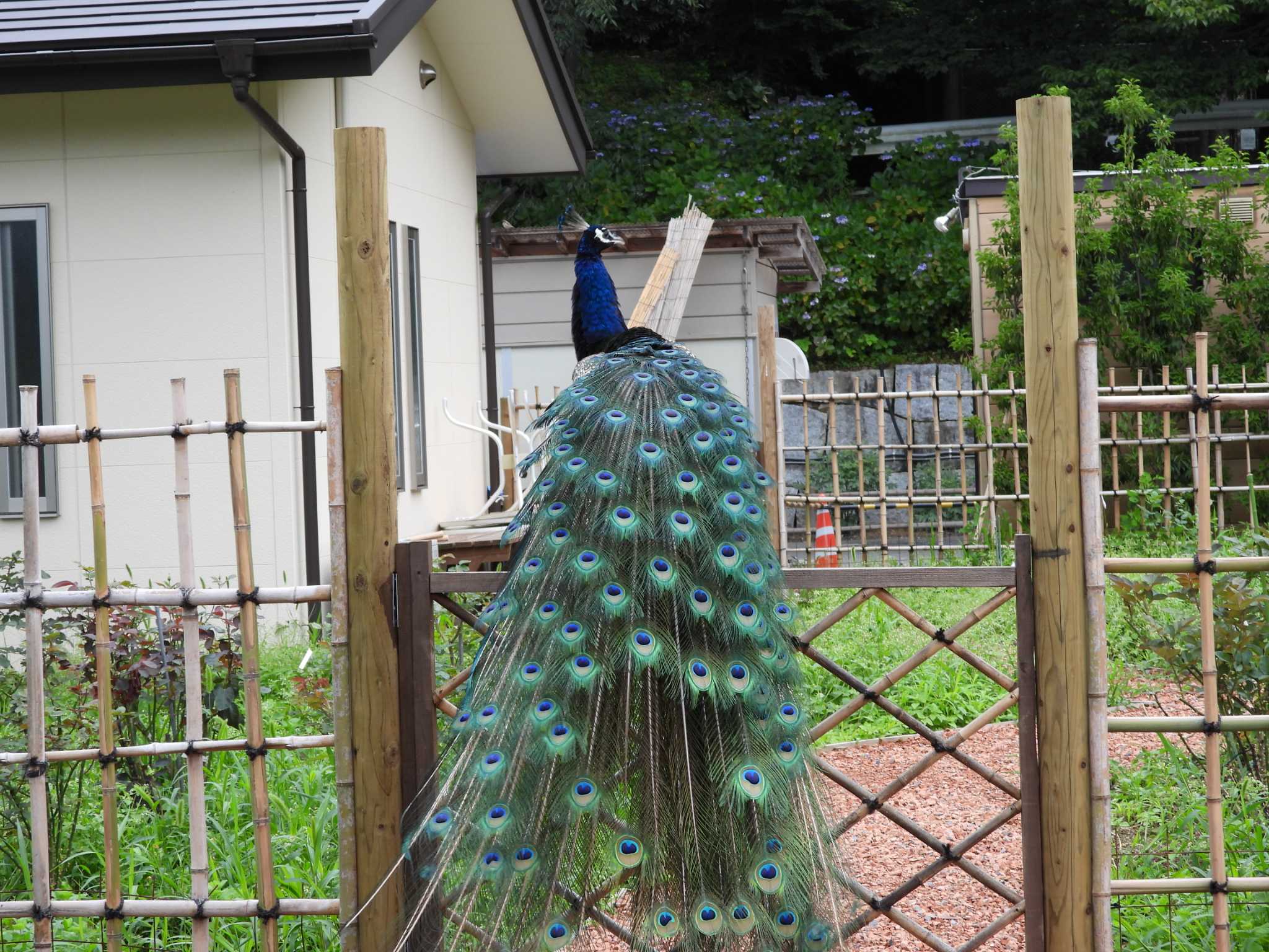 Photo of Indian Peafowl at 桜川市雨引観音 by 栗もなか