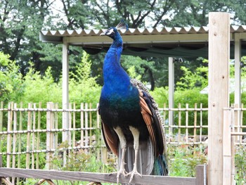 Indian Peafowl 桜川市雨引観音 Tue, 7/16/2019