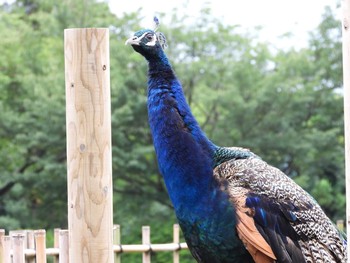 Indian Peafowl 桜川市雨引観音 Tue, 7/16/2019