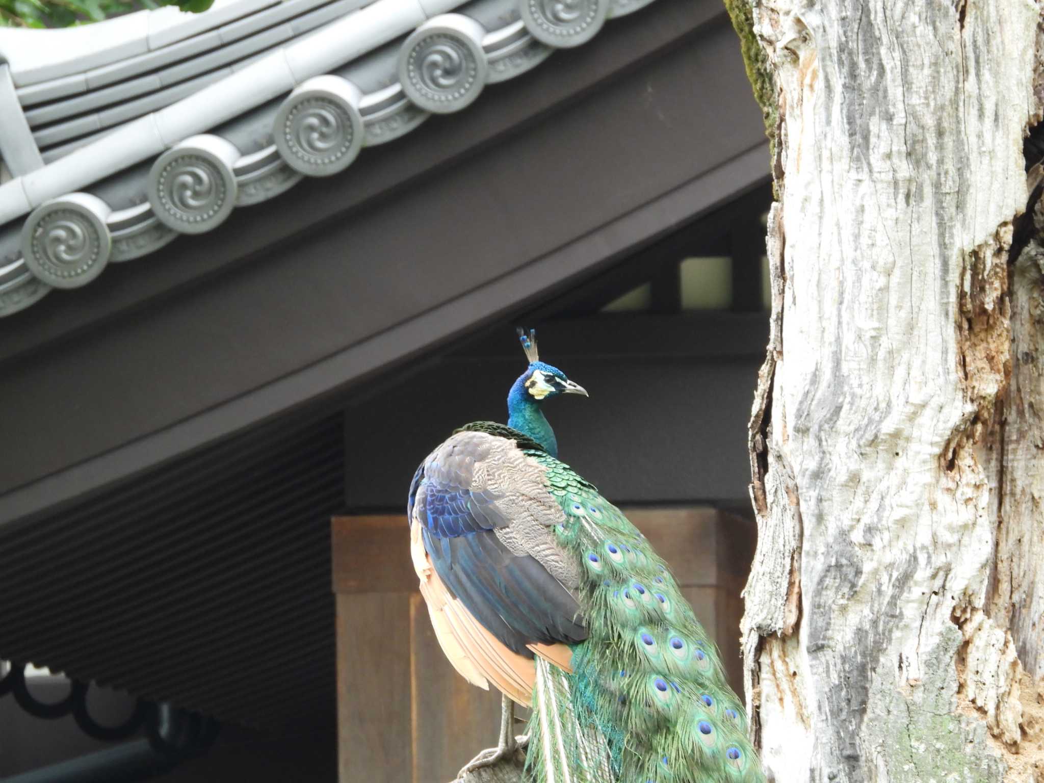 Photo of Indian Peafowl at 桜川市雨引観音 by 栗もなか