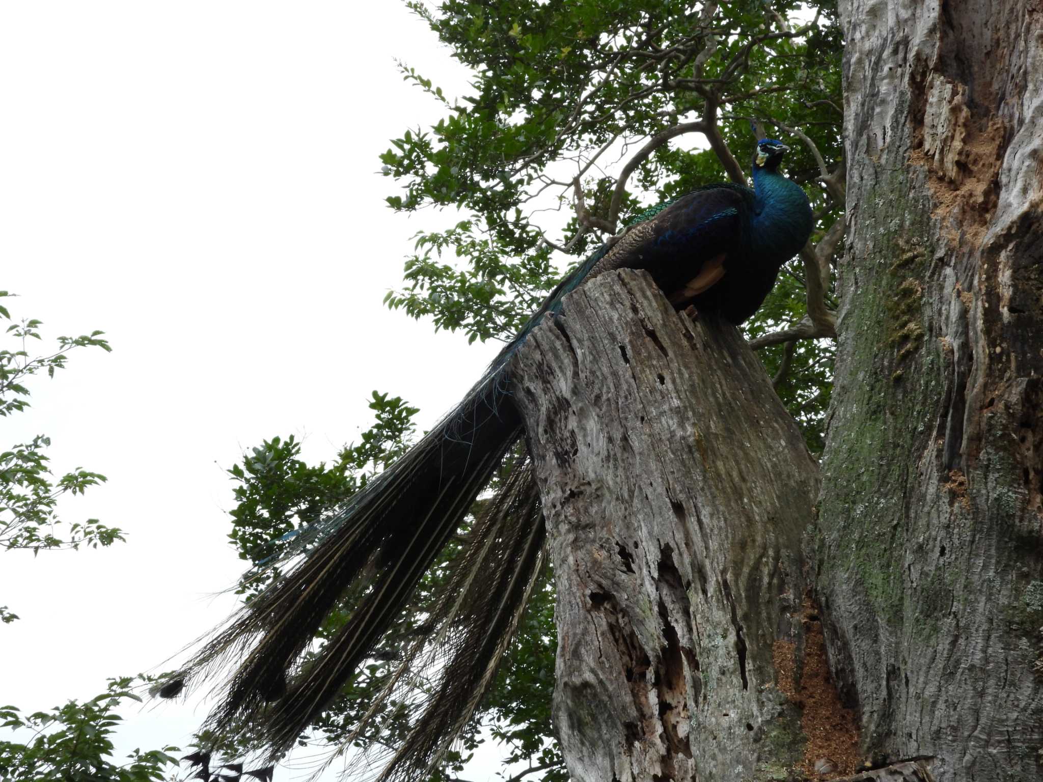 Photo of Indian Peafowl at 桜川市雨引観音 by 栗もなか