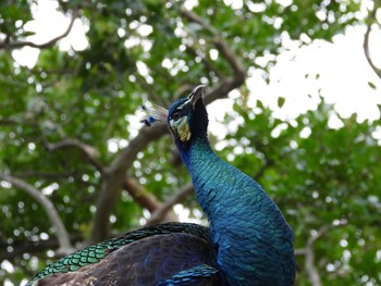 Indian Peafowl 桜川市雨引観音 Tue, 7/16/2019