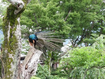 Indian Peafowl 桜川市雨引観音 Tue, 7/16/2019