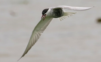 Whiskered Tern Isanuma Tue, 6/11/2019