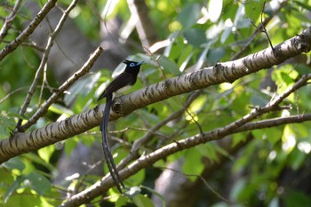 Black Paradise Flycatcher 神代植物園 Fri, 5/5/2017