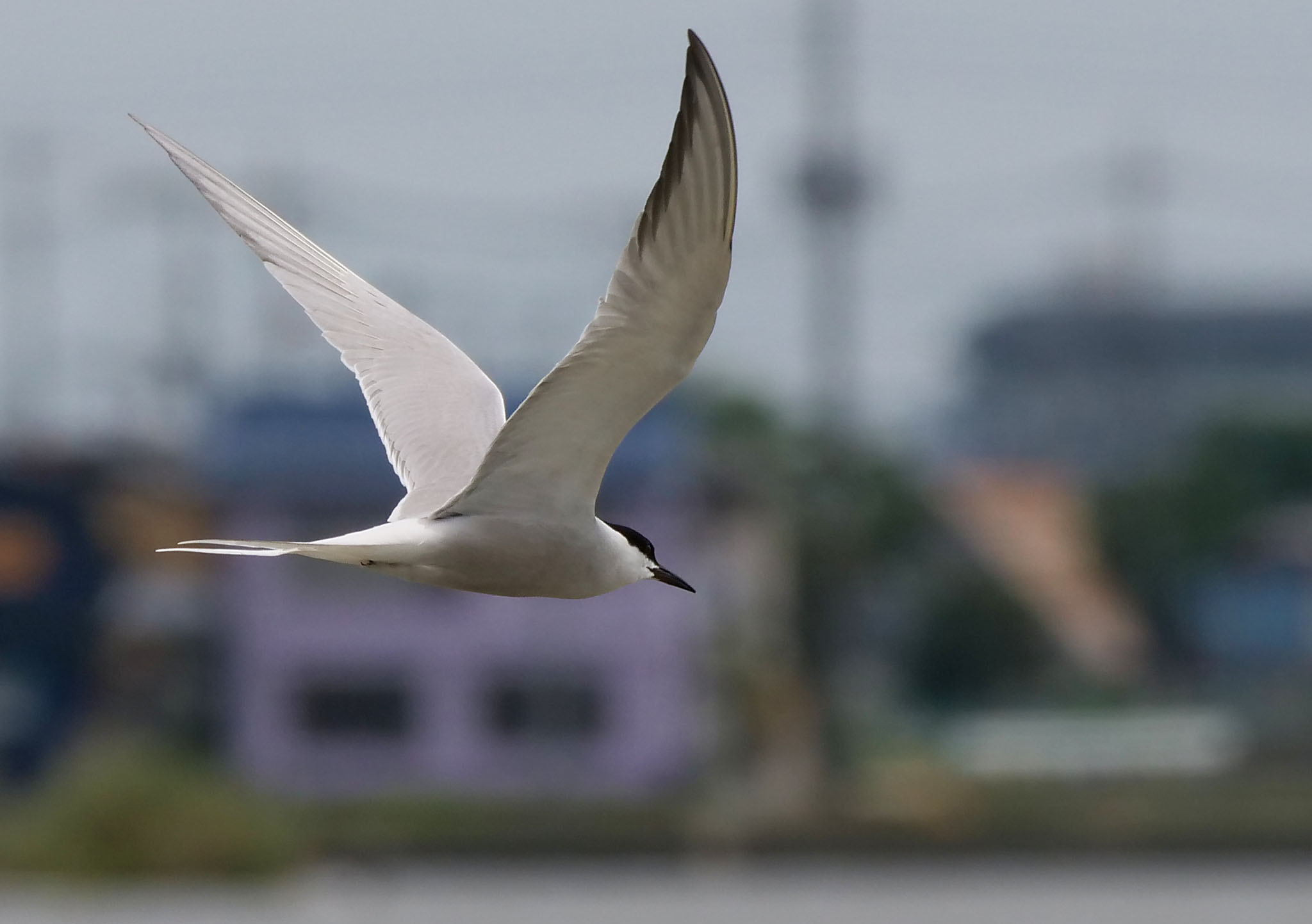 Photo of Common Tern at Isanuma by Rothlega