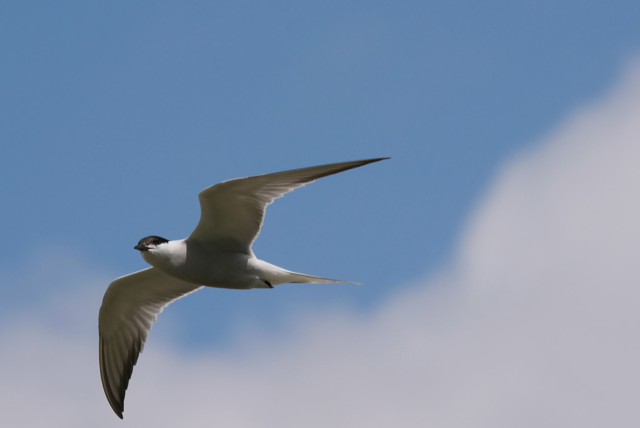 Photo of Common Tern at Isanuma by Rothlega