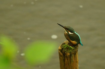 カワセミ 野川 2019年7月10日(水)