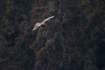 トビ 神奈川県 2019年5月12日(日)