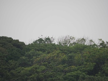 2019年7月18日(木) 大磯照ヶ崎海岸の野鳥観察記録