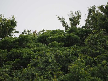 アオバト 大磯照ヶ崎海岸 2019年7月18日(木)