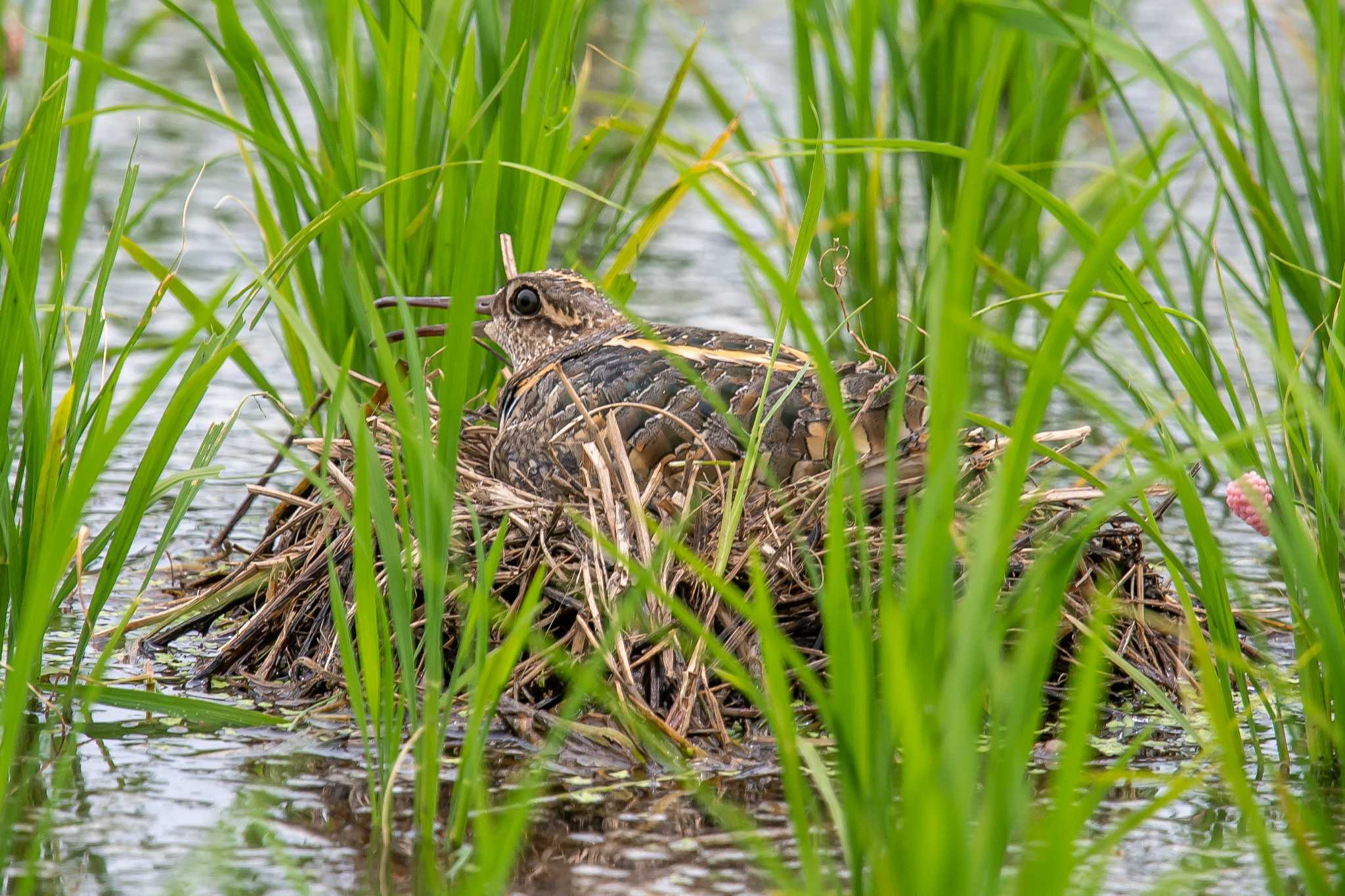 Photo of Greater Painted-snipe at 明石市 by ときのたまお