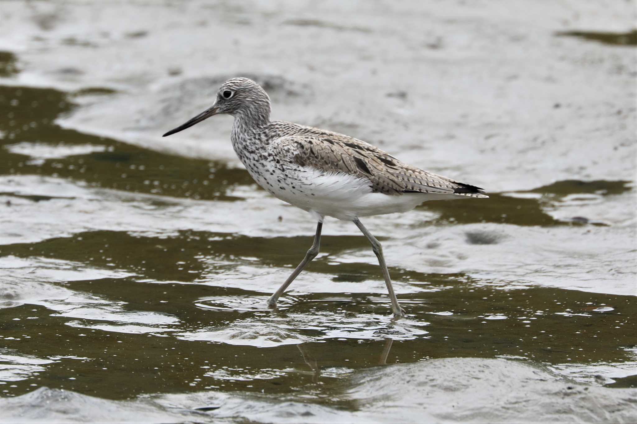 Photo of Common Greenshank at Kasai Rinkai Park by Susumu Harada