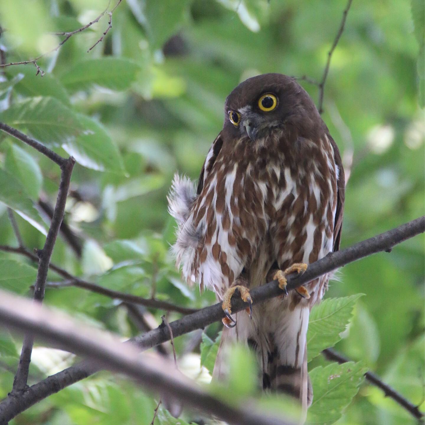 東京都 アオバズクの写真 by ゴロー