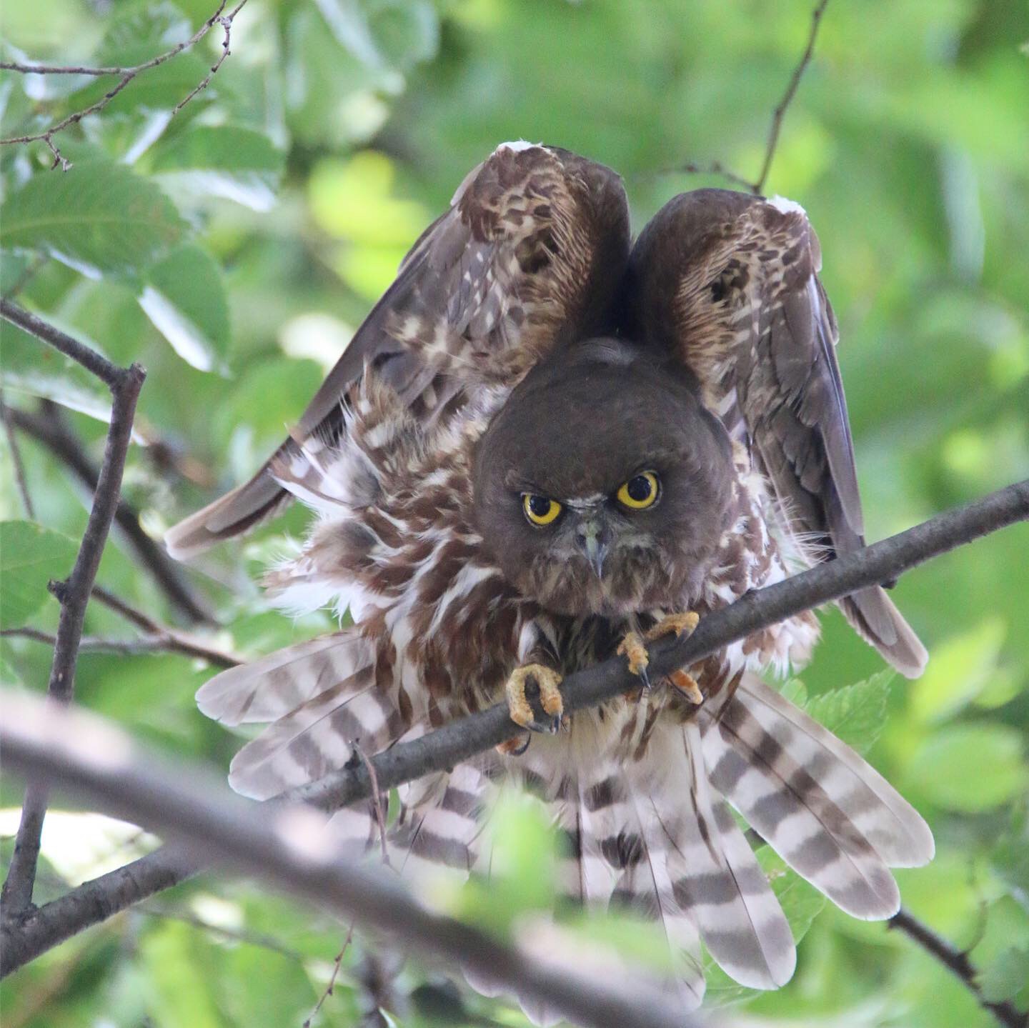 東京都 アオバズクの写真 by ゴロー