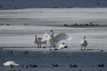 Whooper Swan Notsuke Peninsula Tue, 3/26/2019