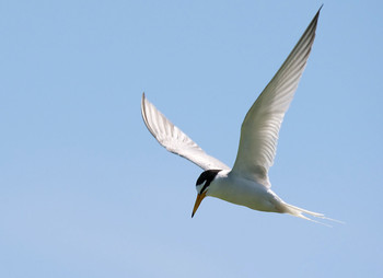 Little Tern Isanuma Tue, 6/11/2019