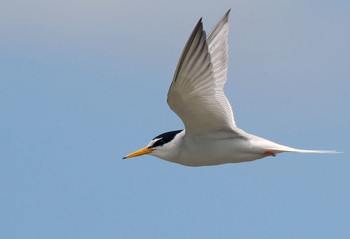 Little Tern Isanuma Tue, 6/11/2019