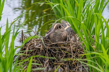 Greater Painted-snipe 明石市 Wed, 7/10/2019