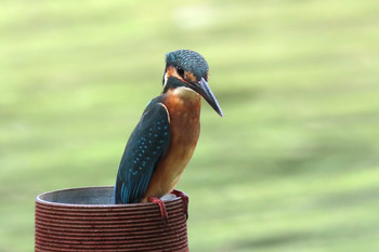 カワセミ 善福寺公園 2019年7月19日(金)