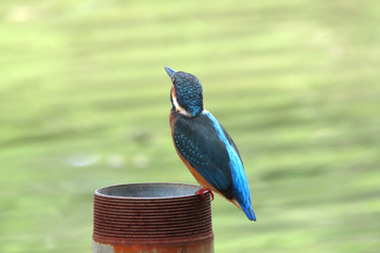 カワセミ 善福寺公園 2019年7月19日(金)