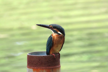 カワセミ 善福寺公園 2019年7月19日(金)