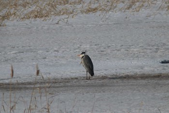 Grey Heron Notsuke Peninsula Tue, 3/26/2019