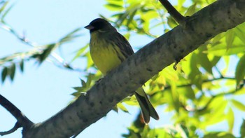 Sun, 5/5/2019 Birding report at 浦臼町　浦臼神社