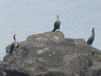 カワウ お台場海浜公園 2019年7月18日(木)