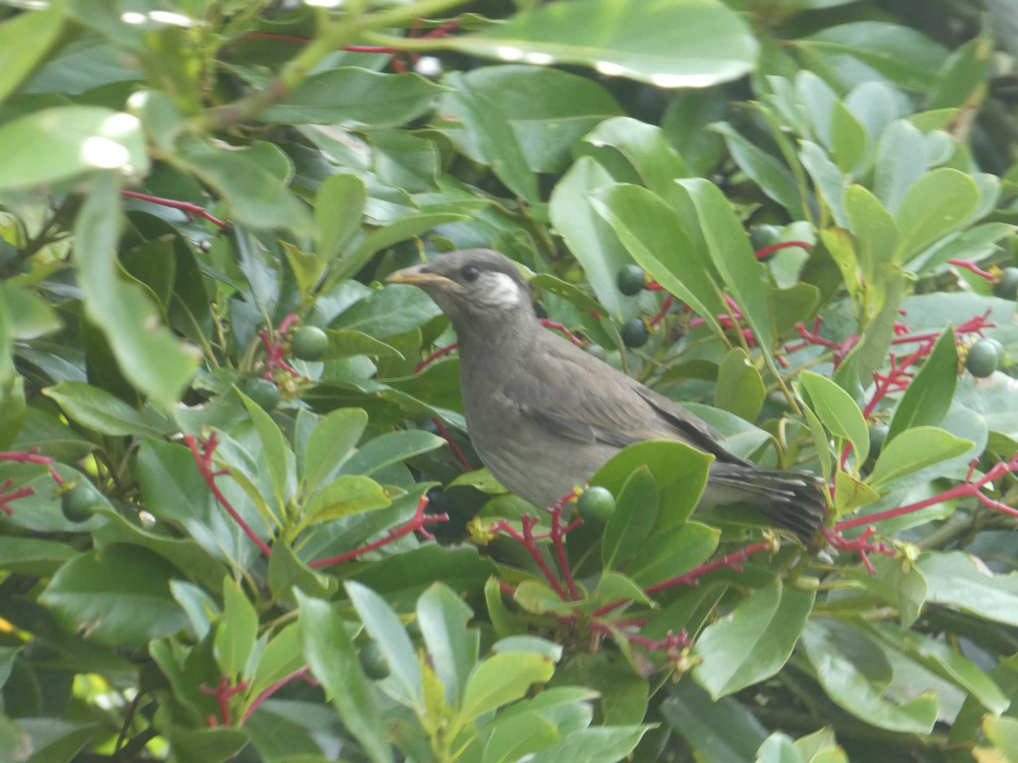 Photo of White-cheeked Starling at お台場海浜公園 by Kozakuraband