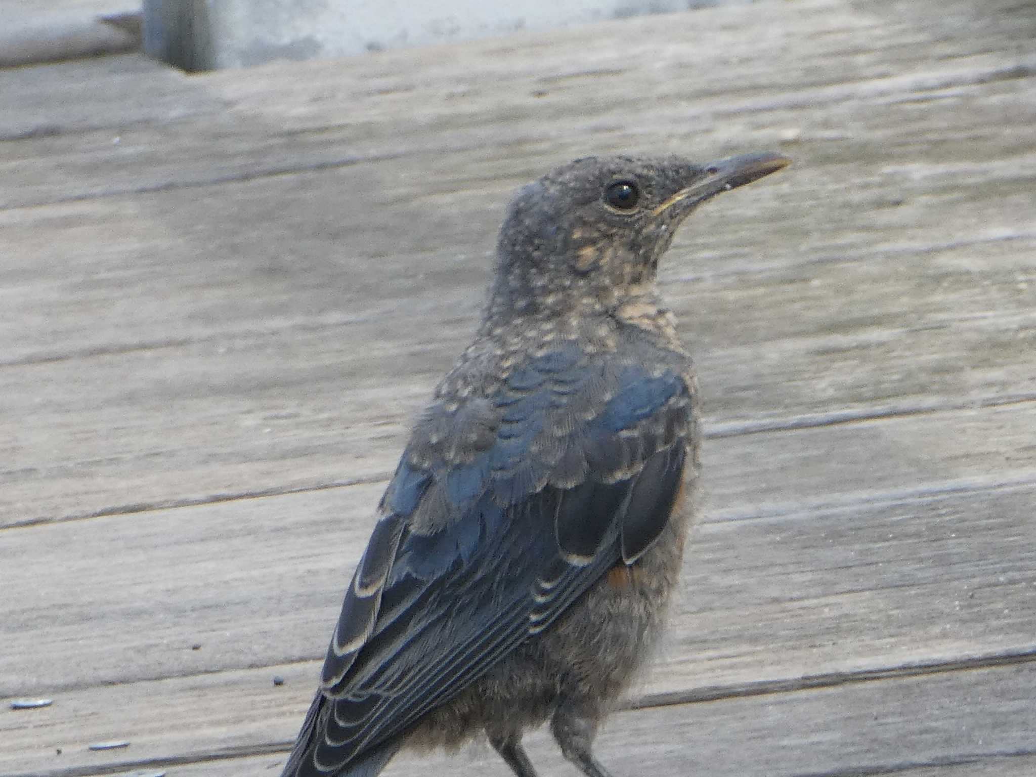 Photo of Blue Rock Thrush at お台場海浜公園 by Kozakuraband