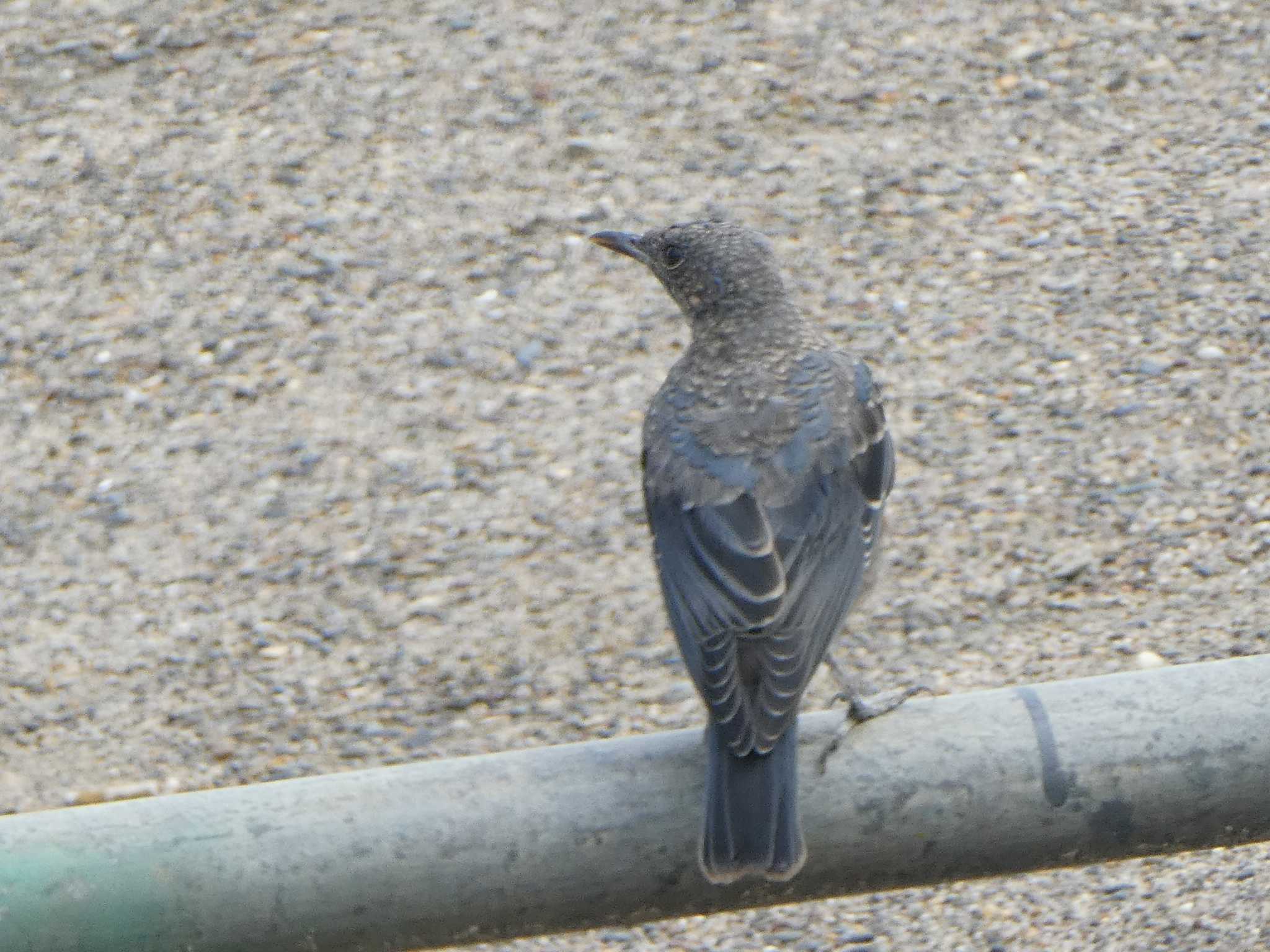 Photo of Blue Rock Thrush at お台場海浜公園 by Kozakuraband