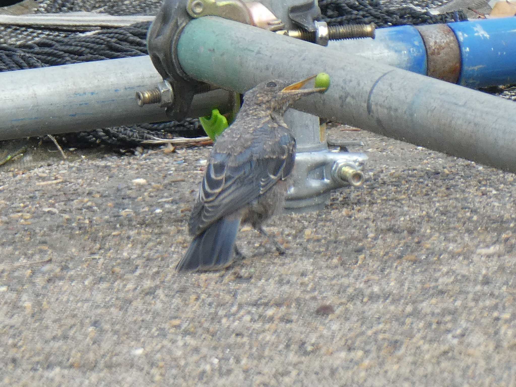 Photo of Blue Rock Thrush at お台場海浜公園 by Kozakuraband