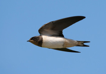 Barn Swallow Isanuma Tue, 6/11/2019