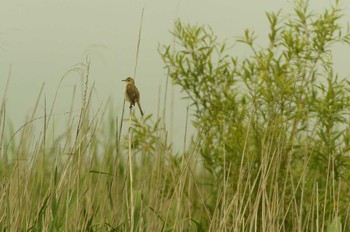 2019年7月17日(水) 浮島ヶ原自然公園の野鳥観察記録